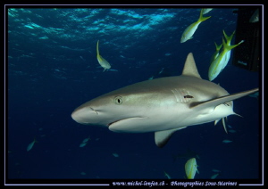 Reef shark near Tiger Beach.... by Michel Lonfat 